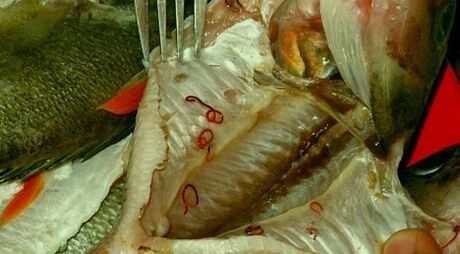 Parasiten in Fischen