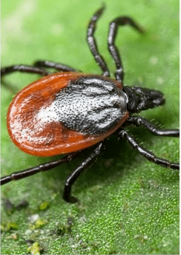Ektoparasiten