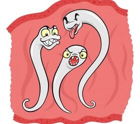 Welche Parasiten können im menschlichen Körper leben